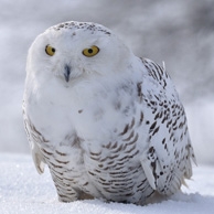 Owl in the snow