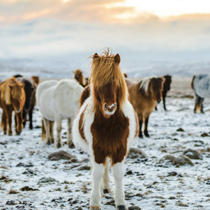 Winter Ponies