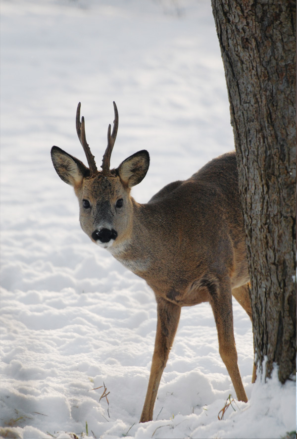 Deer in the snow / Other animals / Postcards / Postallove - postcards ...